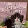 CFA REGISTERED PERSIAN KITTEN KITENS