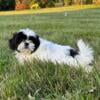 Female Shih Tzu Puppies for Sale