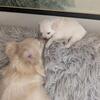 Pomchi girl puppy 