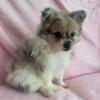 Pomeranian (Tiara)