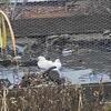 White Mandarin Pair