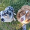 Reduced Registered Australian Shepherds