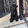 Beautiful Cane Corso
