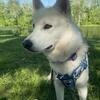 Full blood husky pup