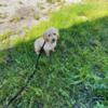 3 Male Miniature Poodle Puppies For Sale