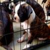 Boshi Bullshitz Puppies Pug, Shih, Boston, Bugg, Boshih, Shugg Puppy