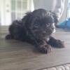 Imperial Shih Tzu Male