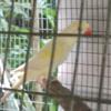 Female ringnecks with dna