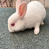 FREE Tiny and Adorable Netherland Dwarf Bunny Rabbit