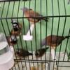 Finches Available, Different Species 