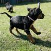 8 week old Bloodhound Puppies