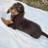 Riggins - AKC Miniature Dachshund