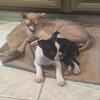 Female Boston Terrier puppy