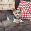 AKC  Yorkies