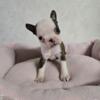 Female Boston Terrier