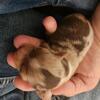 Longhair chihuahua puppies [sold]