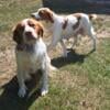 2 male Akc Brittany puppies left 