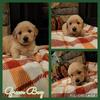 Golden Retriever Puppies