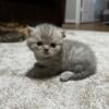 Scottish fold kittens