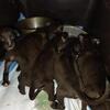 Chinaman spike cro pups