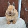 Netherland Dwarf Bunny (male)