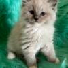 Ragdoll TICA  Registered male Kitten