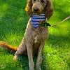 Goldendoodle stud service