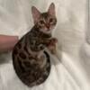 Purebred Bengal Kittens TICA