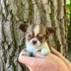 Chihuahua puppies adorable little cutie pies 1st shots done & vet checked healthy!!!