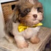 Shipoo puppies for sale