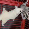 Sugar glider pair won't separate them