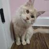 Maine Coon Male