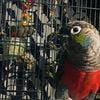 Young Crimson Conures