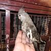 Cockatiels 