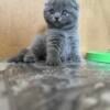 Beautiful Blue Scottish Fold Female