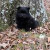 Chow Chow Puppy! Full AKC. registered!
