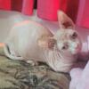 Sphynx, kittens,adukta,bambino, delf,hairless, munchkin