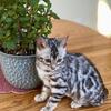 RESERVE Your /Spring kitten now!
