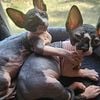 Sphynx kittens ready April 12th (sold)