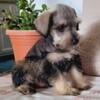 AKC male Miniature Schnauzer