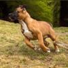 Female XL American Bully-Strong Bloodline (Miss PInky)