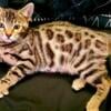 Bengal Girl Kitten for Sale 1th