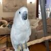 Umbrella cockatoo female