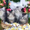 Siberian kittens- 3 male silver tabbies