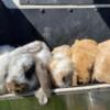 Mini Lop Bucks $40 (4H, pets)