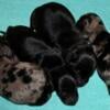 Mini smooth dachshund puppies not registered