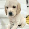 Active Akc Golden Retriever Puppies Available