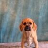 Female puggle puppy ready for a home