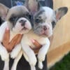 French bulldog puppies for sale in Menifee, ca