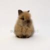 Lionhead Rabbits for Sale in Miami Florida Fort Lauderdale Orlando Tampa